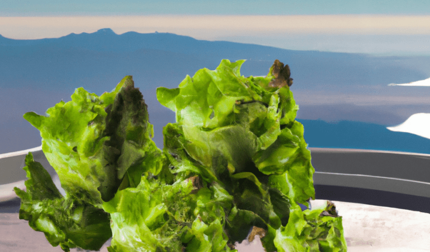 Cómo las granjas hidropónicas están haciendo posible comer lechuga fresca en Marte